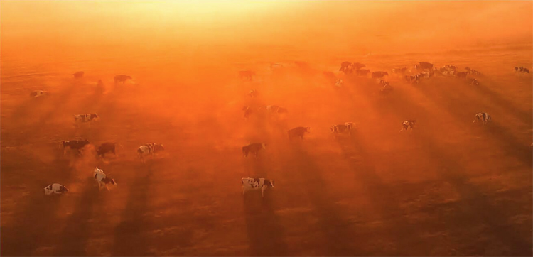 Dronevideo prachtige landschap van de Hoeksche Waard in de mist