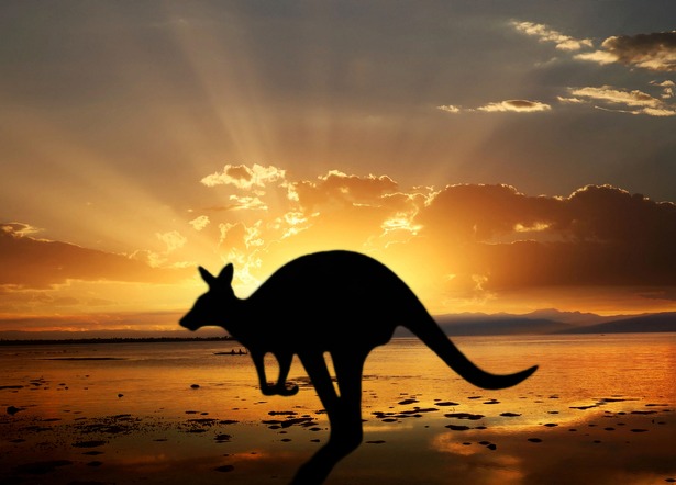 drones-kangaroo-australia